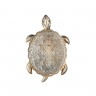 2256-1W Favourite Настенный светильник Turtle 