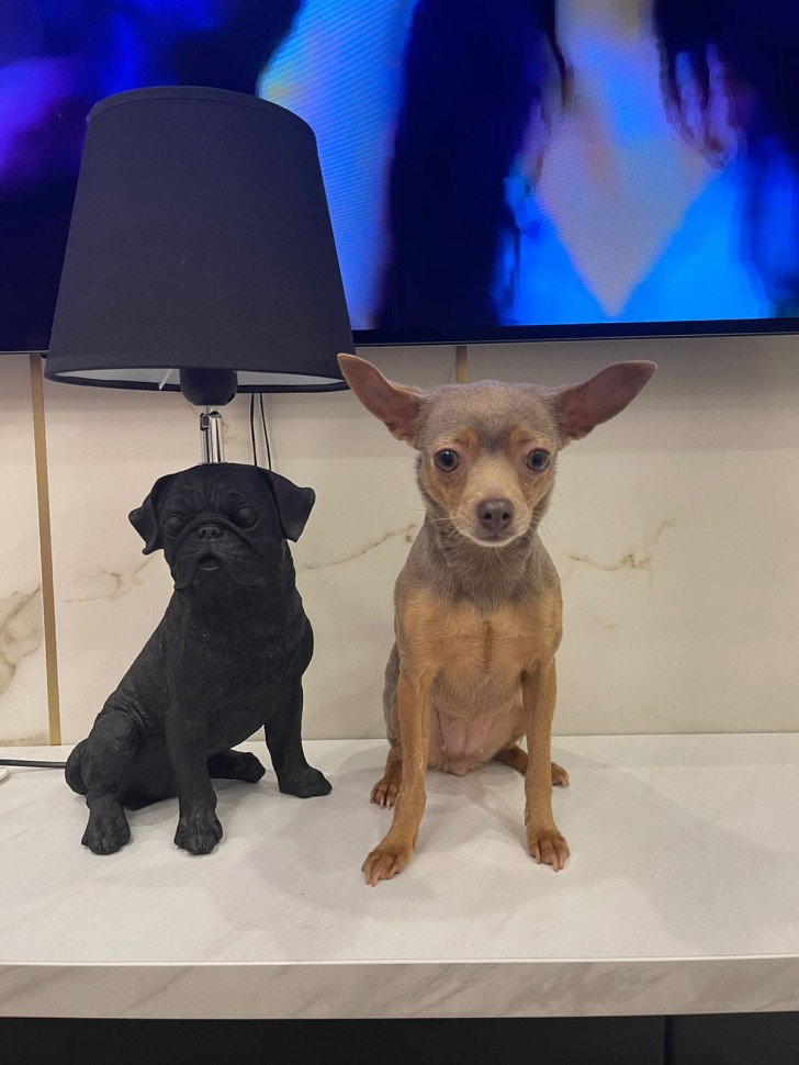 OML-16314-01 OMNILUX Banari настольная лампа Собака белая